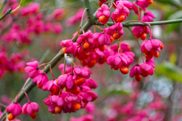 25 EUROPEAN SPINDLE TREE Euonymus Europaeus Spindletree Pink & Orange Flower Shrub Seeds
